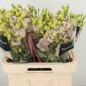 K4088_127260_70_H_1-4 Eustoma Excalibur Blue Picotee s modro-bielym okrajom