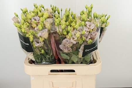 K4088_127260_70_H_1-4 Eustoma Excalibur Blue Picotee s modro-bielym okrajom