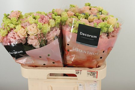 K4088_130329_70_H_1-52 Eustoma Alissa Peach s jemným broskyňovým nádychom