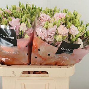 K4088_130516_70_H_1-6 Eustoma Lisanne Soft Pink rezaný kvet
