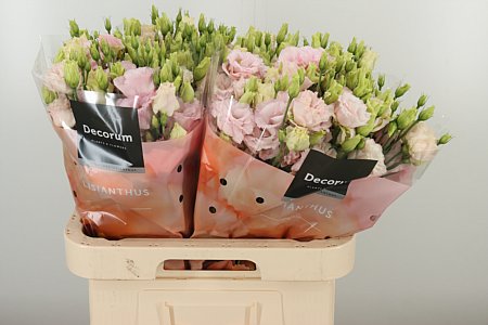 K4088_130516_70_H_1-6 Eustoma Lisanne Soft Pink rezaný kvet