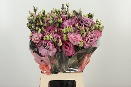 Eustoma Alissa Peach s jemným broskyňovým nádychom