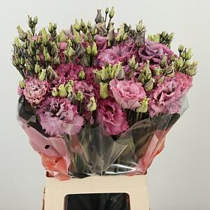 K4088_17667BLR_70_55_23_996_20_H_1-6 Eustoma Alissa Blue 60 cm