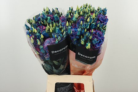 Eustoma Alissa Blue 60 cm