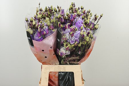 K4088_17667MI_70_55_23_996_20_H_1-5 Eustoma Celeb Ice farbená