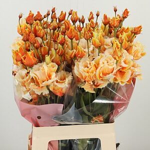 K4088_17667OR_70_55_23_996_20_H_1-1 Eustoma Sabrina Orange rezaný kvet