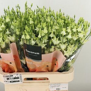 K4088_4420CROWN_70_55_23_992_40_H_1-5 Eustoma Bohemian Black Violet 70 cm tmavofialový rezaný kvet