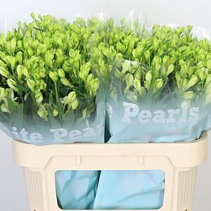 Alstr Flor White Pearls