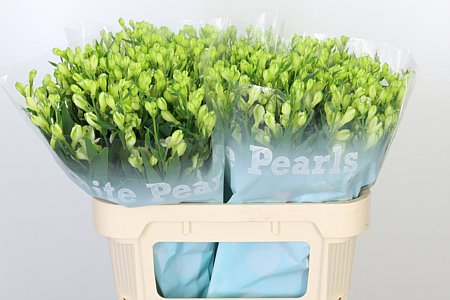 Alstr Flor White Pearls