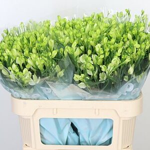 Alstroemeria Flor White Pearls