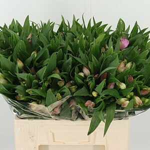 K500759_129446_60_H_1-27 Alstroemeria Layla 60 cm