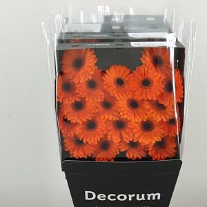K500911_104658D_47_7_575_80_H_1-9 Gerbera Ge Mi @ Allure 47 cm