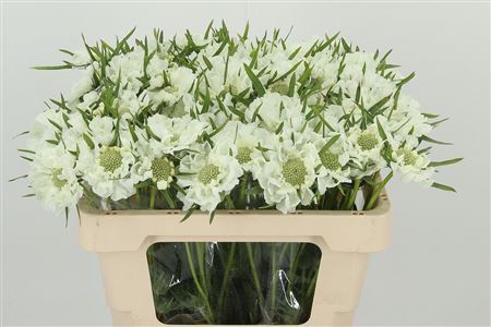 Scabiosa White Scoop rezaný kvet