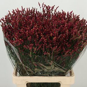 K501666_132313_70_H_1-2 Limonium Sin Naomi Diamond s bielymi drobnými kvietkami