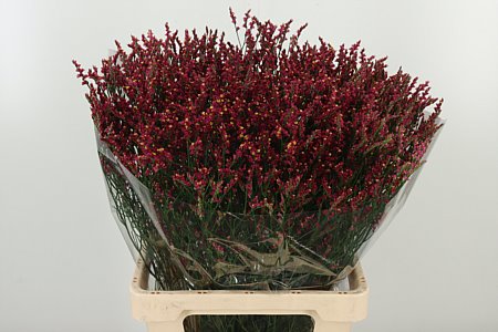 K501666_132313_70_H_1-2 Limonium Sin Naomi Diamond s bielymi drobnými kvietkami