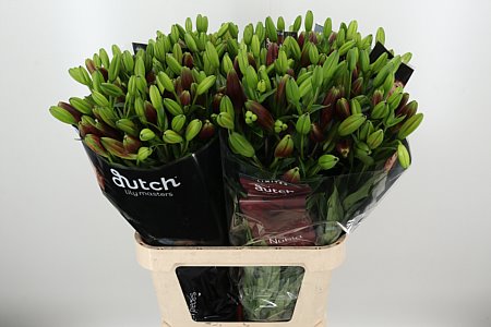 Červená ľalia Li La Nubia Red s výškou 90 cm