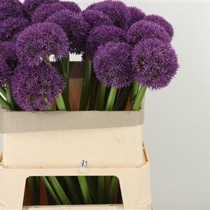 Okrasný cesnak Allium Big Flower s fialovým guľovitým kvetom na dlhej stonke
