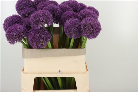 Okrasný cesnak Allium Big Flower s fialovým guľovitým kvetom na dlhej stonke