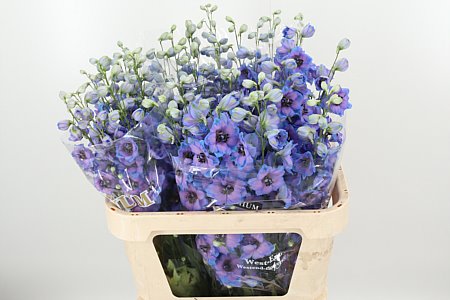 K505602_119197_80_0_34_997_40_H_1-6 Delphinium Skyfall sýtomodrej farby