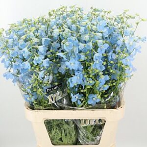 K505602_22159_90_0_34_997_40_H_1-30 Delphinium Bel Balkleid Baby Blue 70 cm
