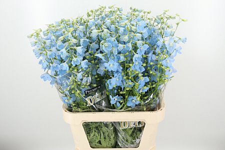 K505602_22159_90_0_34_997_40_H_1-30 Delphinium Bel Balkleid Baby Blue 70 cm