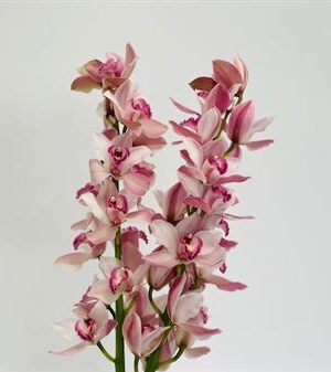 Zmes farebných kvetov Cymbidium na stonke