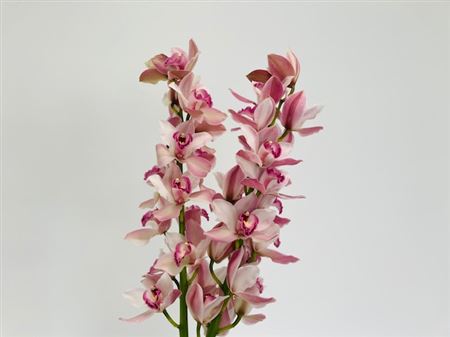 K506006_102837_60_8_14_638_3_H_1-1 Zmes farebných kvetov Cymbidium na stonke