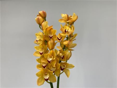 Cymbidium Cooksbridge rezaný kvet