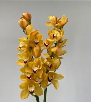 Cymbidium Cooksbridge rezaný kvet