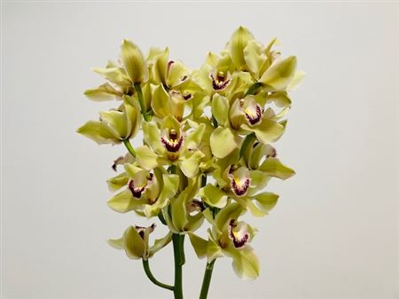 K506006_25131_60_8_14_638_3_H_1-5 Cymbidium Piedmont 60 cm