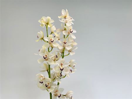 K506006_25387_80_13_14_638_2_H_1-8 Cymbidium Danny G rezaný kvet