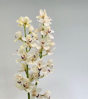 K506006_25387_80_13_14_638_2_H_1-9 Cymbidium Danny G rezaný kvet