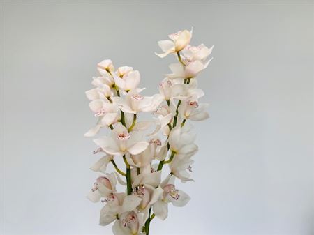 K506006_3570_60_8_14_638_3_H_1-52 Cymbidium Cascade 60 cm