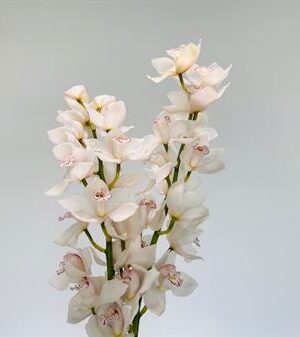 Cymbidium Cascade 60 cm