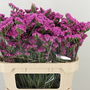 Limonium Sky Wings 80 cm