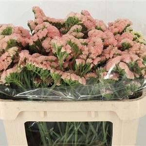 K506501_132158_75_H_1-1 Limonium Peach Wings