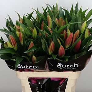 Ľalia Li Or Dalian Dark Pink 95 cm