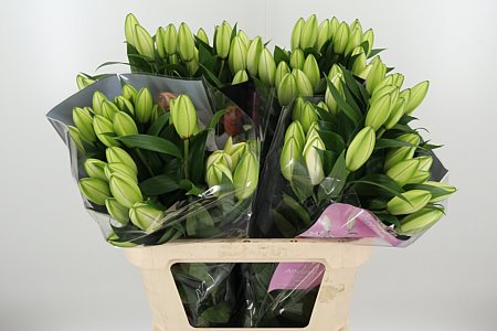 K507272_122221_80_H_1-73 Dvojitá Ružová Ľalia Anouska 75 cm