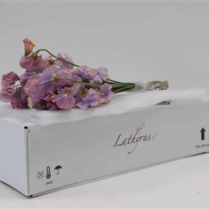K513590_123251LAV_40_H_1-2 Lathyr Dyed Lavender Magic