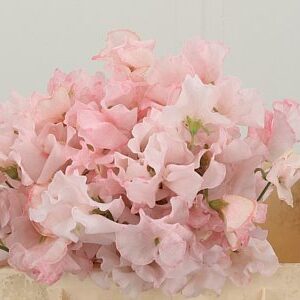 K513590_123251LPI_40_H_1-5 Lathyr Dyed Light Pink