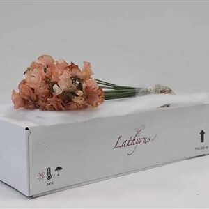 K513590_123251PUM_40_H_1-2 Lathyr Dyed Pumpkin Magic