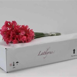 K513590_123550_40_H_1-8 Lathyrus Parfum Coral 40 cm