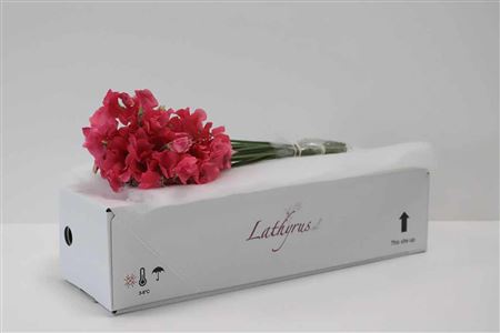 K513590_123550_40_H_1-8 Lathyrus Parfum Coral 40 cm