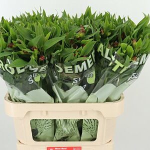 Alstr Flor Noa