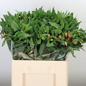 Alstroemeria Aurora s jemnými pastelovými lupeňmi