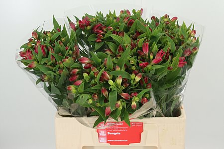 Alstroemeria Flor Sangria