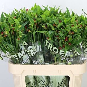 Alstr Flor Sangria