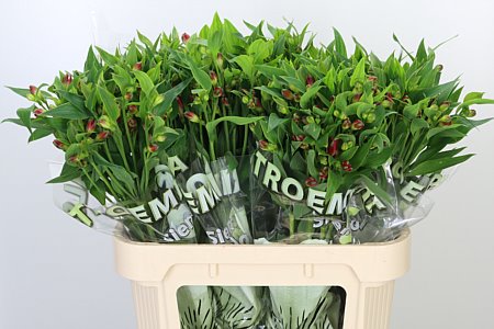 Alstr Flor Sangria