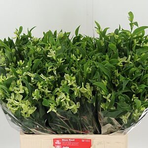 Alstroemeria Flor Jade 60 cm