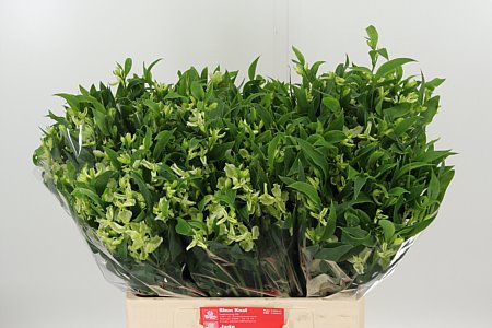 Alstroemeria Flor Jade 60 cm